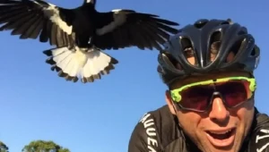 Jak z Hitchcocka - kolarze alarmują: atakują nas sroki! Ale to nie są sroki