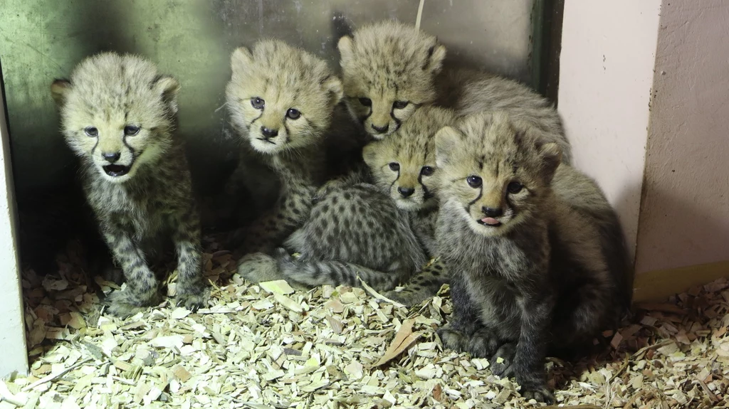 W Gdańsku urodziło się pięć gepardów grzywiastych. To ewenement na skalę europejską