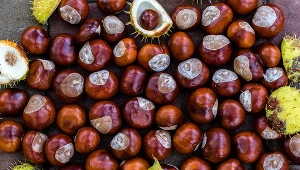 Na kasztanach można zarobić. Przyjmuje je coraz więcej skupów w całej Polsce 