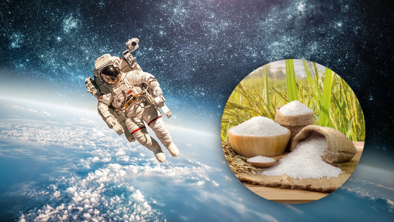 Czy ryż może rosnąć w kosmosie? Okazuje się, że tak. Jako pierwsi na świecie dokonali tego astronauci z Chin Czy ryż może rosnąć w kosmosie? Okazuje się, że tak. Jako pierwsi na świecie dokonali tego astronauci z Chin