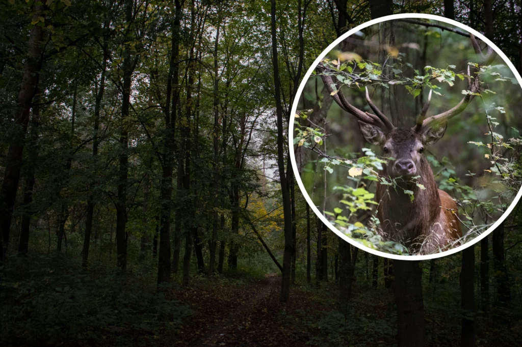 Przerażające odgłosy z polskich lasów to sprawka jeleni