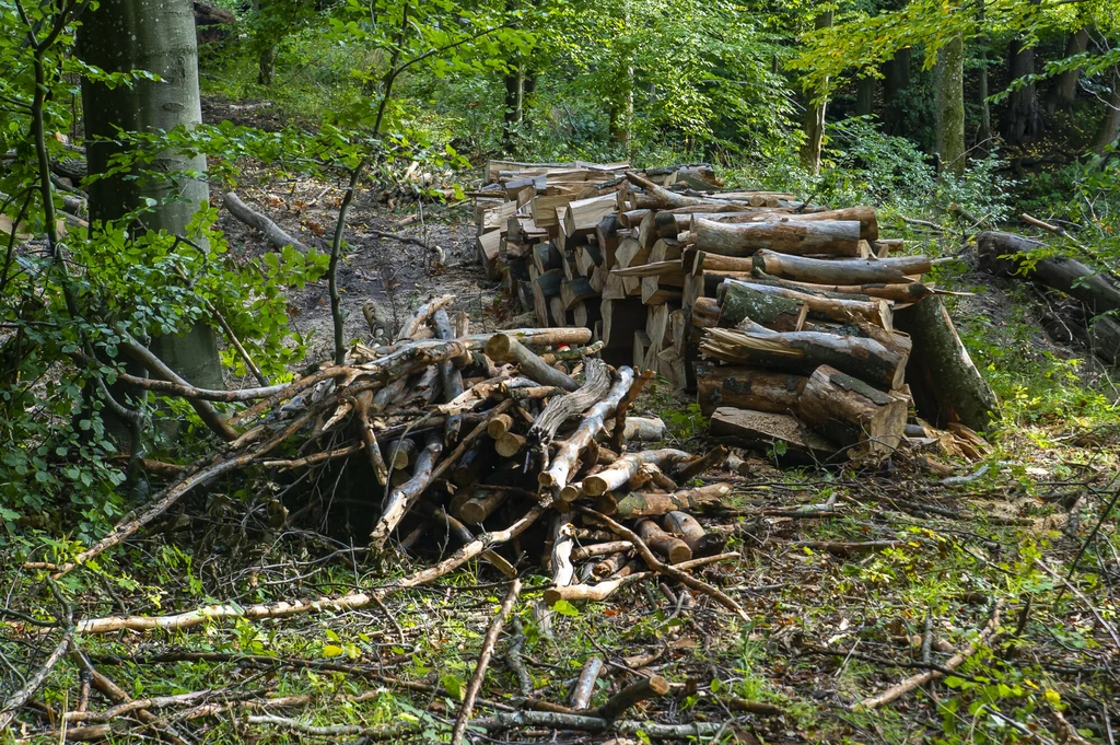 Leśnicy informują, że do końca sierpnia 2022 roku sprzedali o połowę gałęzi więcej niż wcześniej