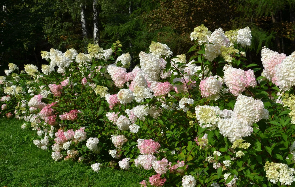 Hortensje bukietowe zdobią ogród od lipca do późnej jesieni