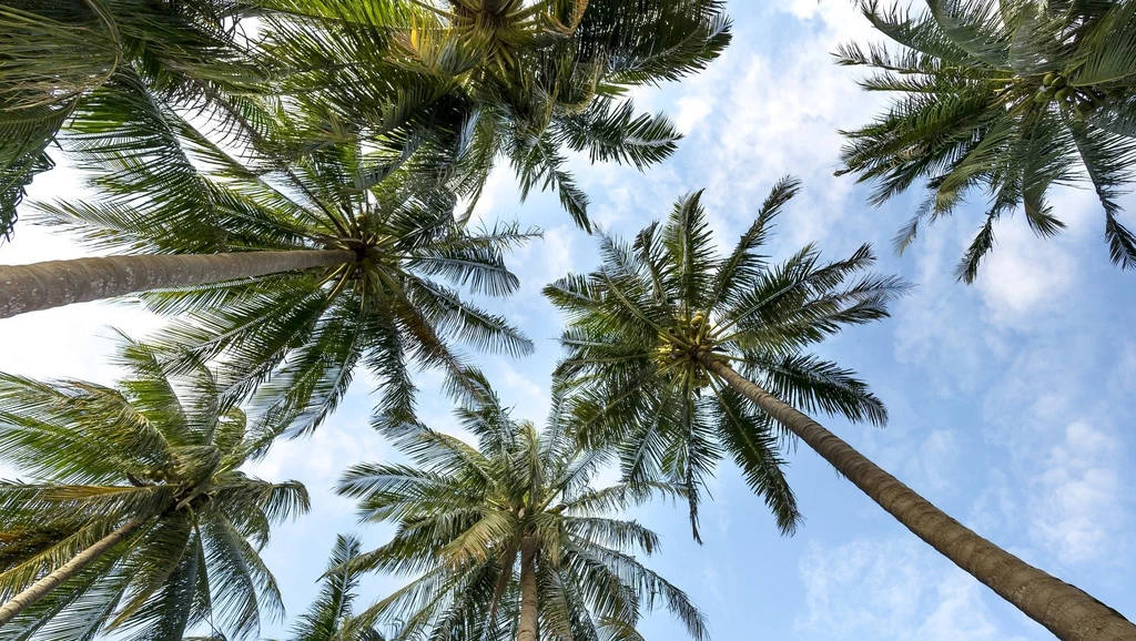 56 procent gatunków palm jest zagrożonych wyginięciem