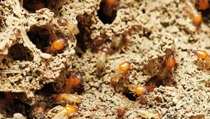 Globalne ocieplenie sprzyja termitom. Zmiany klimatu działają na ich korzyść