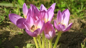 Posadź tę roślinę teraz. Jesienią sąsiadki będą ci zazdrościły barwnych rabatek