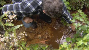 Martwe ryby w Szklarskiej Porębie