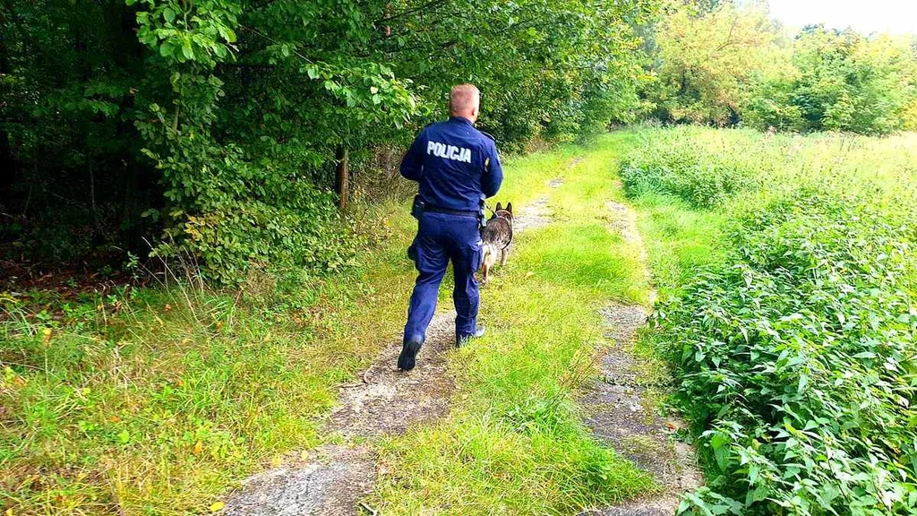 Poszukiwania 80-latka prowadzono m.in. z użyciem psów tropiących Poszukiwania 80-latka prowadzono m.in. z użyciem psów tropiących