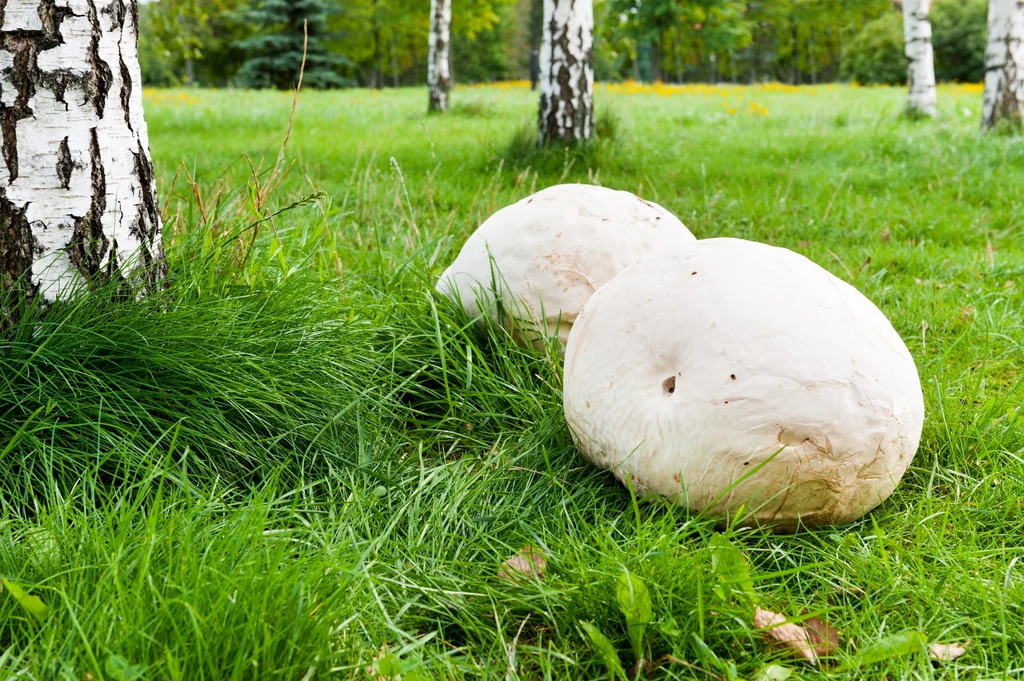 Purchawica olbrzymia, nazywana również czasznicą olbrzymią, jest grzybem należącym do rodziny purchawkowatych