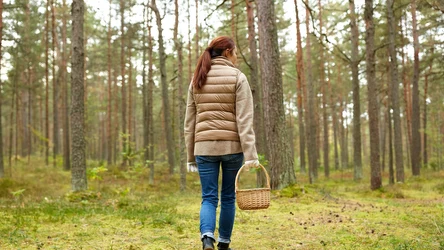 Podczas zbierania grzybów należy sięgać po te, co do których jadalności jesteśmy pewni 