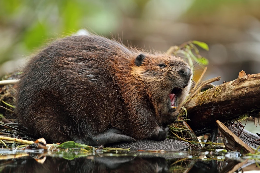 Bóbr kanadyjski, łac. Castor canadensis to jeden z gatunków inwazyjnych uznanych za szczególnie szkodliwy gatunek w Polsce 