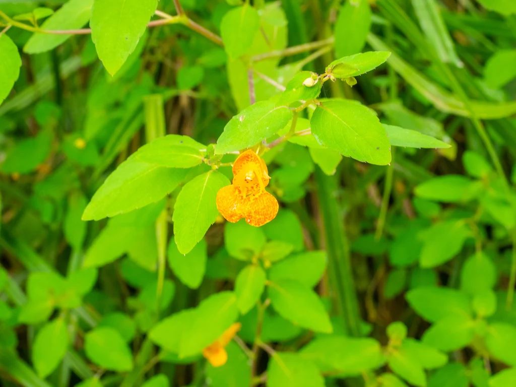 Niecierpek pomarańczowy (łac. Impatiens capensis) to przykład inwazyjnego gatunku rośliny w Polsce 