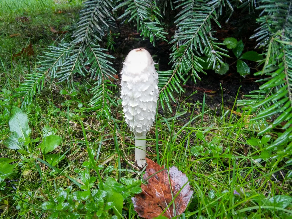 Czernidłak kołpakowaty