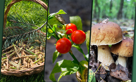 Grzyby, miody, zioła, mięso - ekologiczne produkty spożywcze z polskich lasów. 