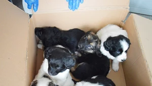 Znalazła 6 szczeniaków w zalepionym pudle. Czy polska ustawa chroni zwierzęta?