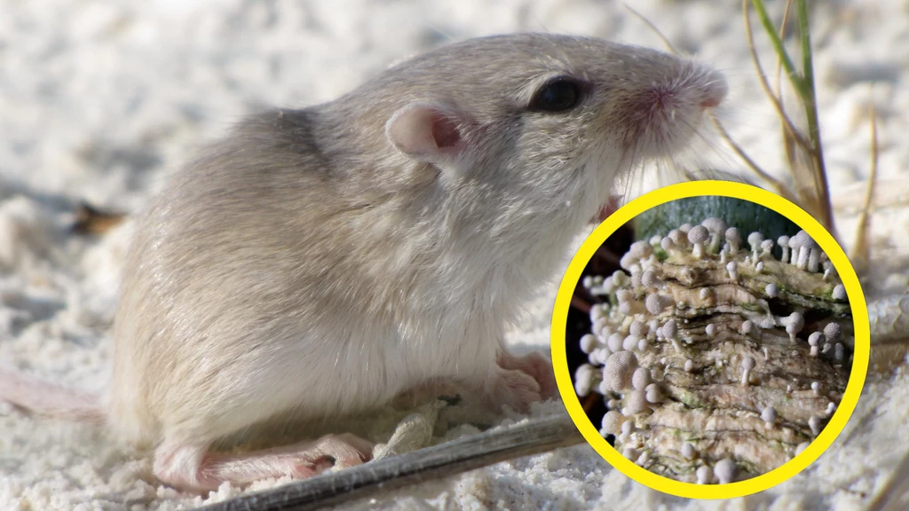 Myszy i inne gryzonie przenoszą grzyby wywołujące u ludzi groźne choroby - dowiedli naukowcy