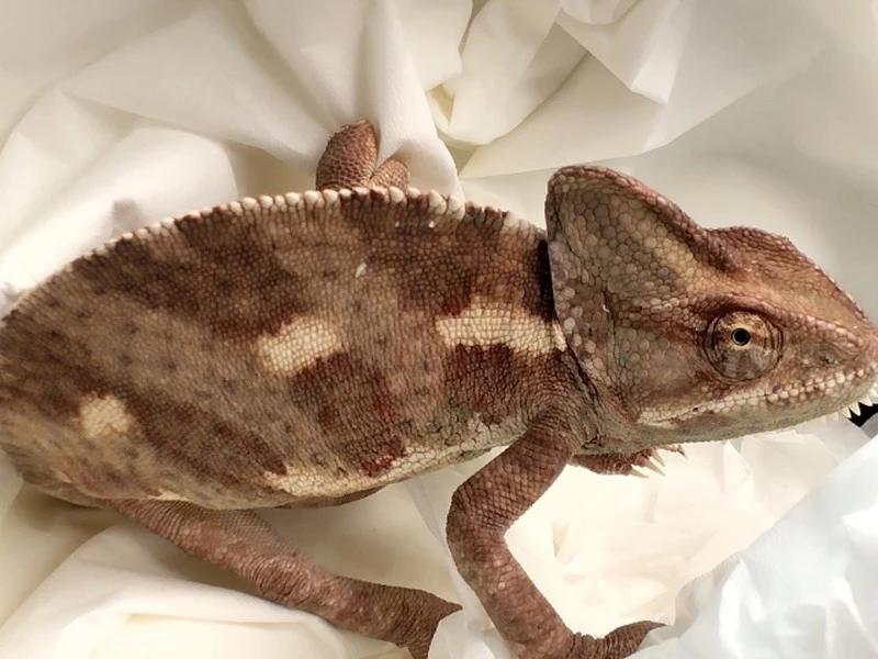 W Warszawie przy jednym ze śmietników znaleziono kameleona. Gada udało się uratować dzięki interwencji straży miejskiej