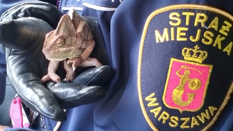 W uratowaniu kameleona pomogli strażnicy miejscy z warszawskiego Ekopatrolu