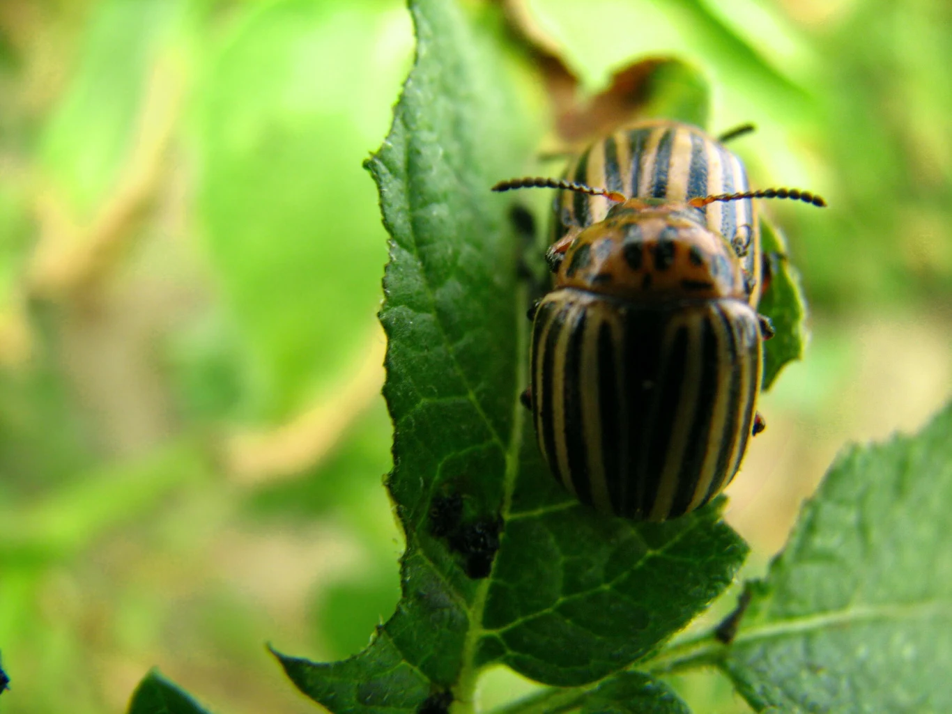 Stonka, czyli chrząszcz z rodziny stonkowatych