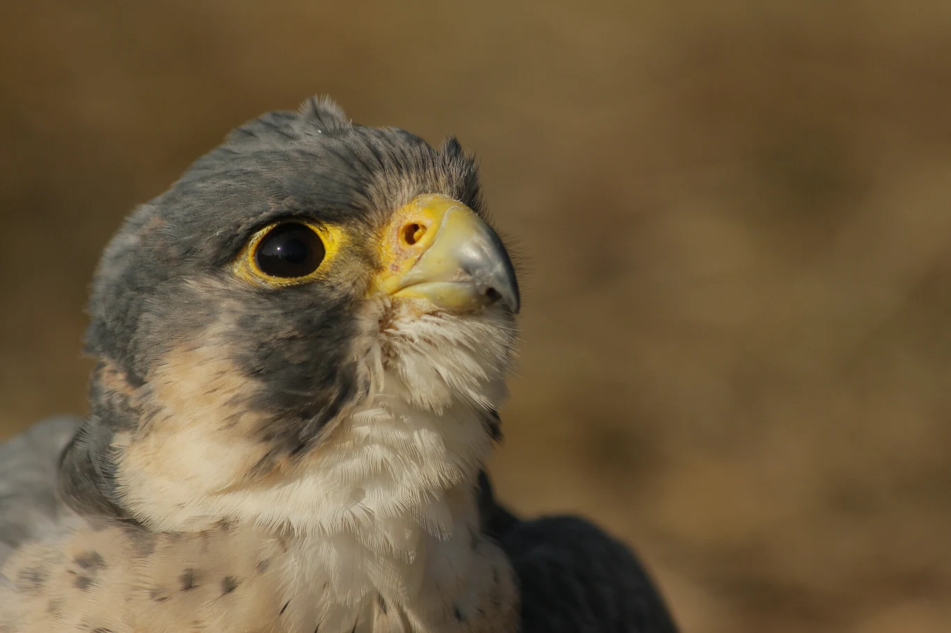 Sokół wędrowny Sokół wędrowny