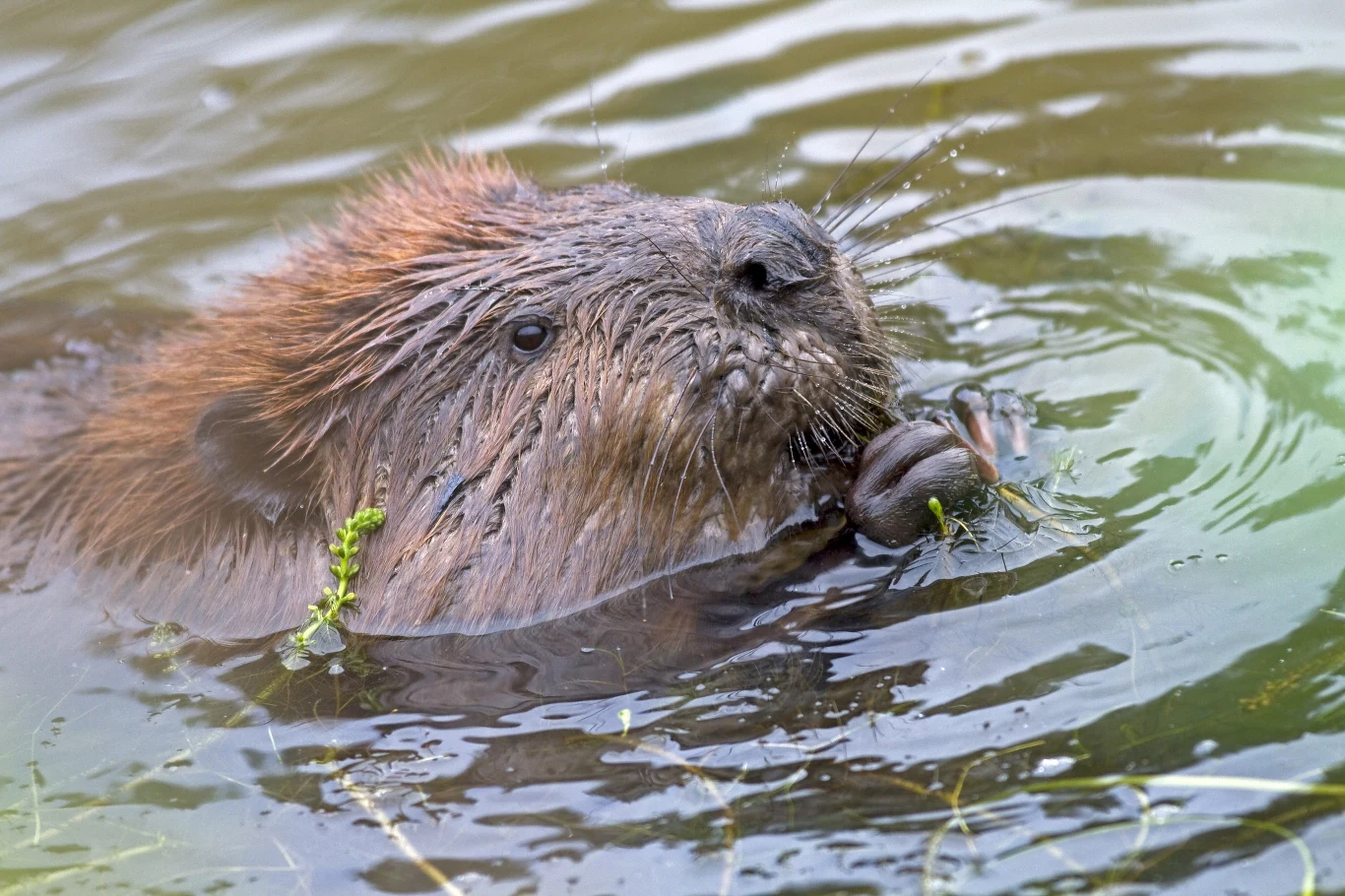 Bobry kanadyjskie są nieco bardziej puszyste niż europejskie. Niektóre osobniki ważą nawet 40 kilogramów