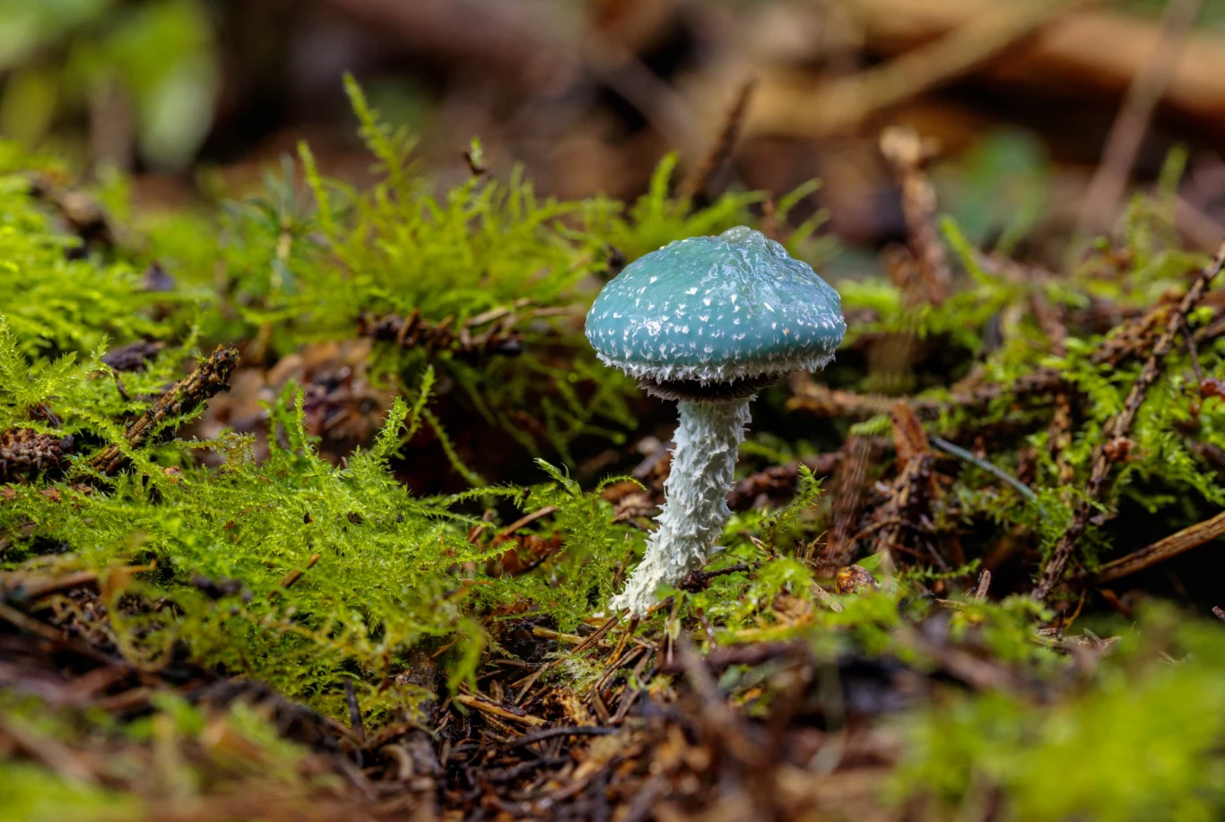 Pierścieniak gryszpanowy wyróżnia się niebieskim kolorem Pierścieniak gryszpanowy wyróżnia się niebieskim kolorem