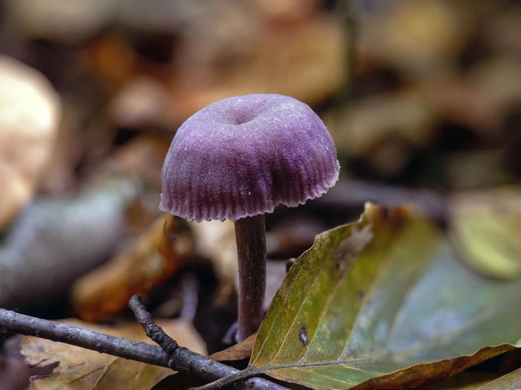 Lakówka ametystowa to niepozorny grzyb o wyjątkowym kolorze