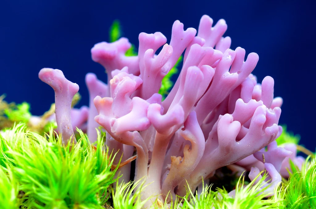 Goździeniec fioletowy przywodzi na myśl skojarzenia z rafami koralowymi