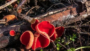 Biegnij do lasu po te grzyby. "Leśne rubiny" są pyszne, a Polacy rzadko je zbierają