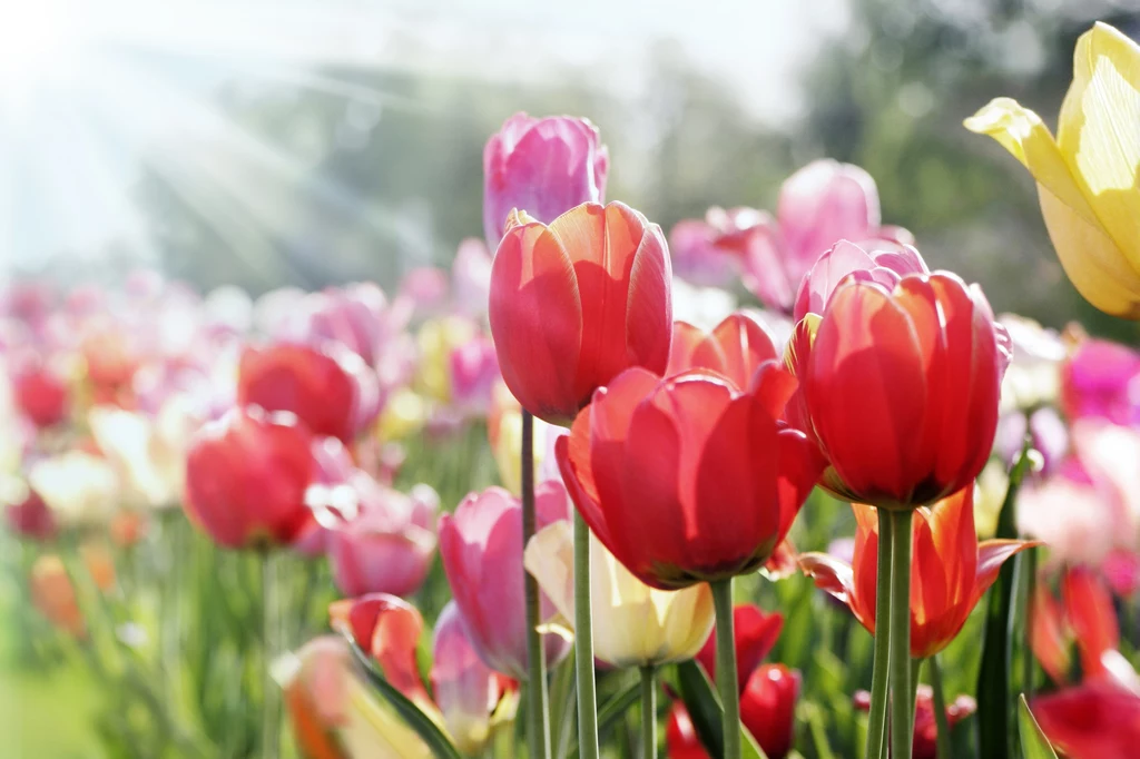Początek października to czas, kiedy można posadzić pierwsze tulipany