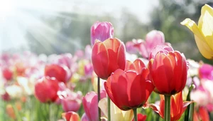 Kiedy sadzić tulipany do gruntu? Sprawdź, czy już jest odpowiednia pora
