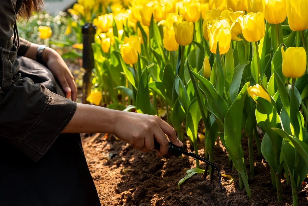 Tulipany potrzebują odpowiednich warunków, by bujnie zakwitnąć na wiosnę