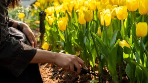 Tulipany potrzebują odpowiednich warunków, by bujnie zakwitnąć na wiosnę