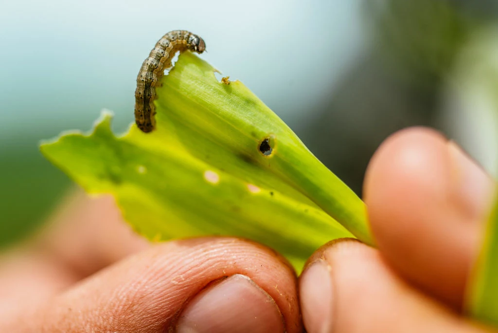 Alien armyworms zjadają azjatycką cebulę