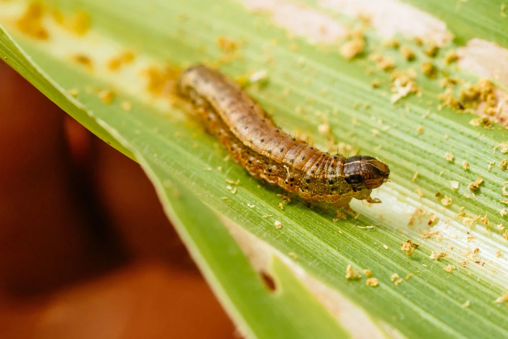 Spodoptera frugiperda