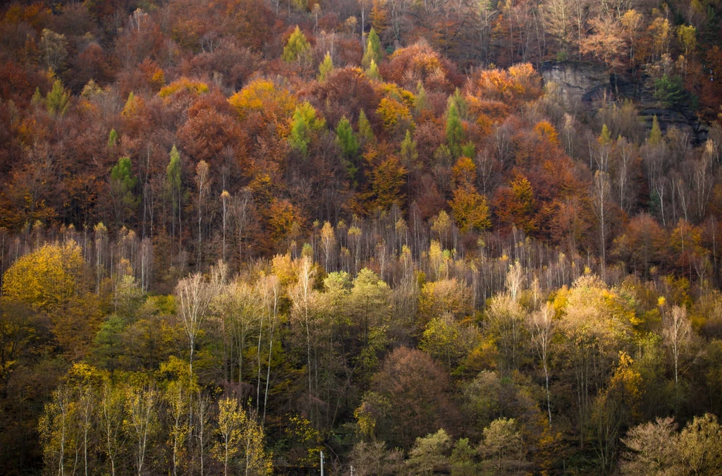 Jesienny las pełen kolorów