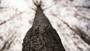 Lasy Państwowe walczą z kłusownikami i złodziejami drewna