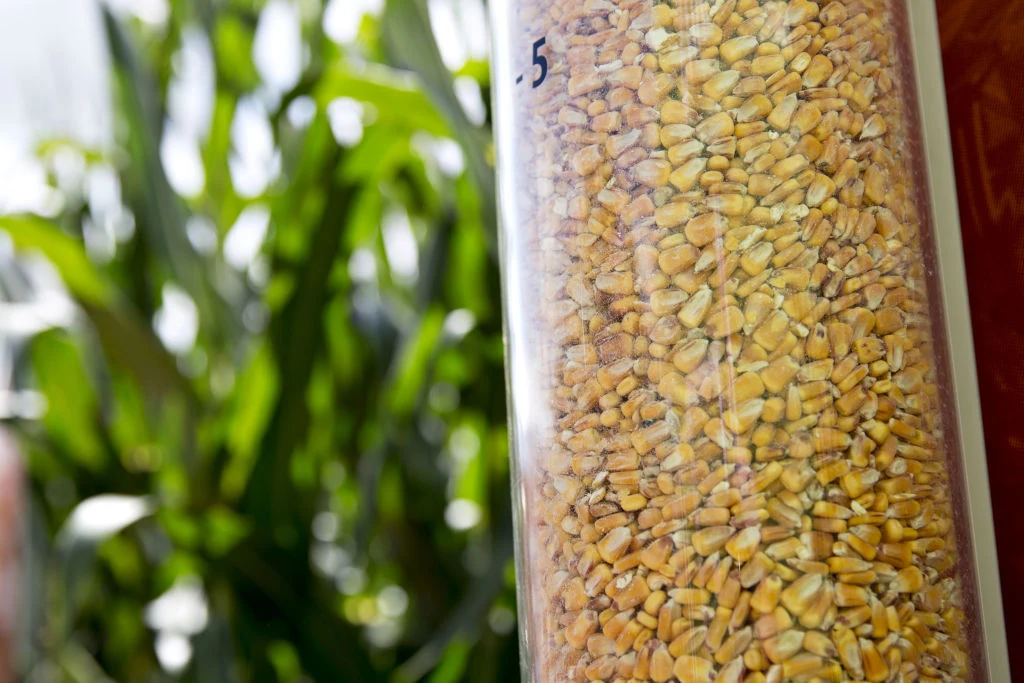 Kukurydza to jedno z najczęściej modyfikowanych warzyw Kukurydza to jedno z najczęściej modyfikowanych warzyw