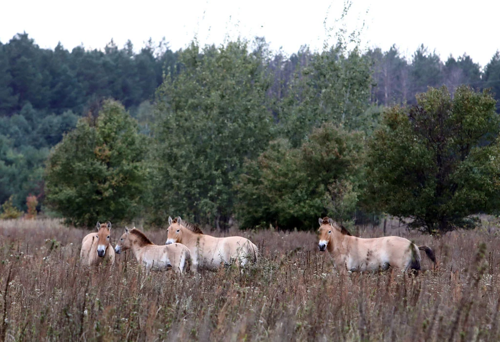 W strefie wykluczenia żyją liczne zwierzęta