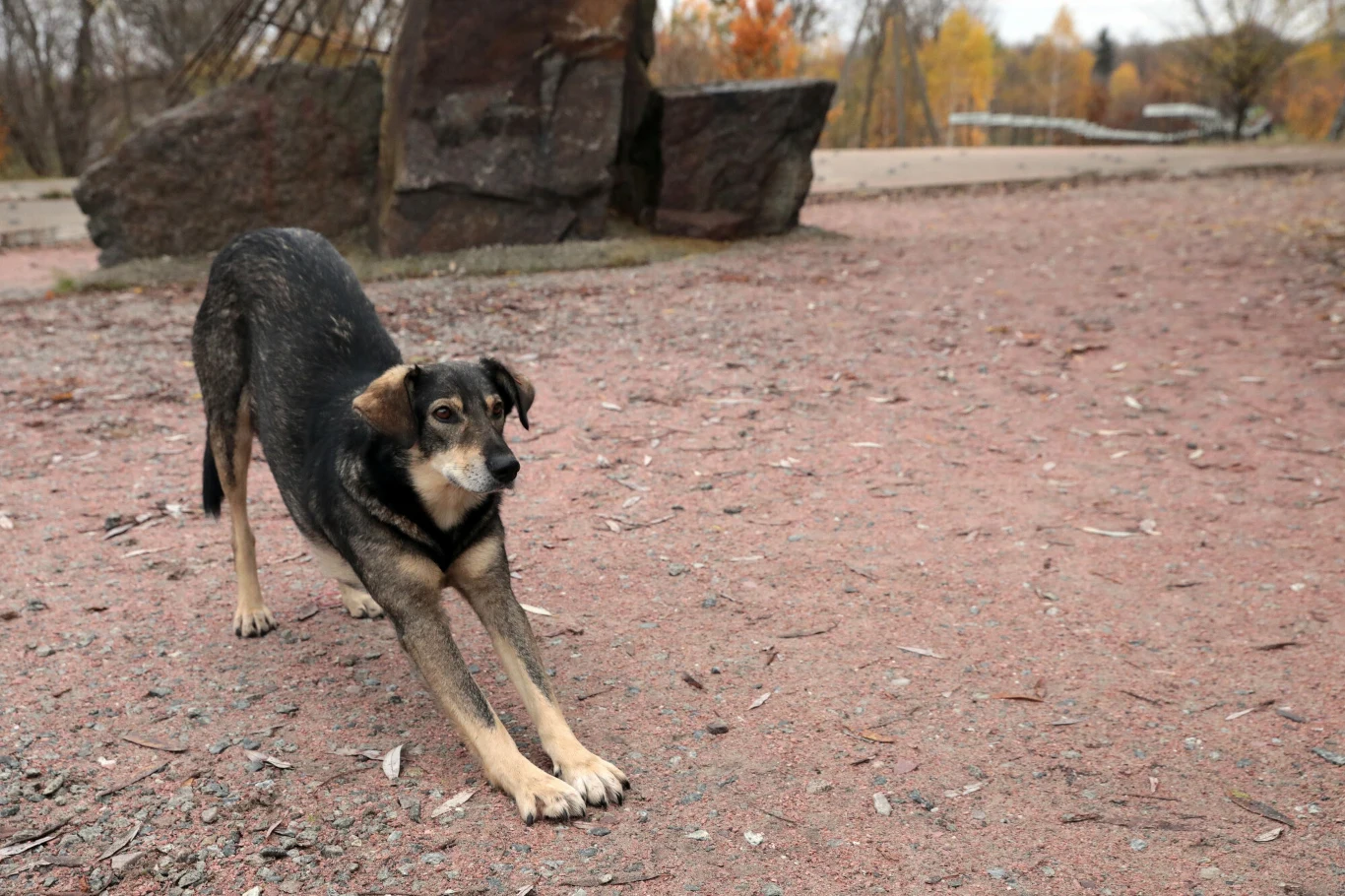 Promieniowanie może wywołać znaczne zmiany w materiale genetycznym ludzi i zwierząt