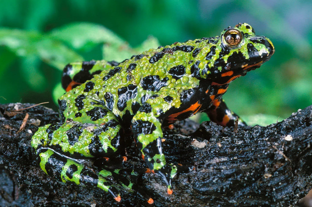 Żaby zmieniły kolor na czarny i uodporniły się na negatywne skutki promieniowania