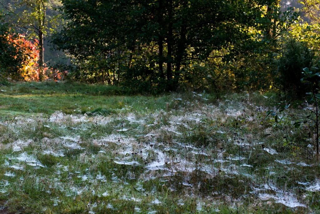 Niewielkie pająki są w stanie podróżować na niciach przędnych na duże odległości. 