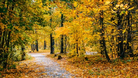 Puszcza Niepołomicka zachwyca jesienią (zdj. ilustracyjne)