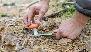 Wykręcać czy wycinać grzyby? Leśnik wyjaśnia to raz na zawsze