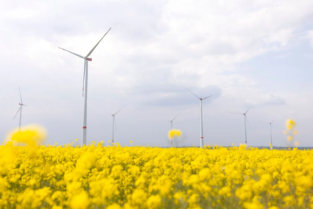 W transformacji energetycznej Niemiec kluczową rolę ma energetyka wiatrowa W transformacji energetycznej Niemiec kluczową rolę ma energetyka wiatrowa