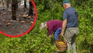 Grzybiarz uwiecznił swoje niezwykłe odkrycie na nagraniu