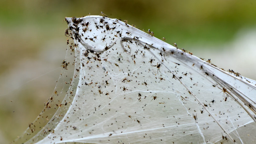Babie lato to określenie na charakterystyczną nić, na której "podróżują" pająki