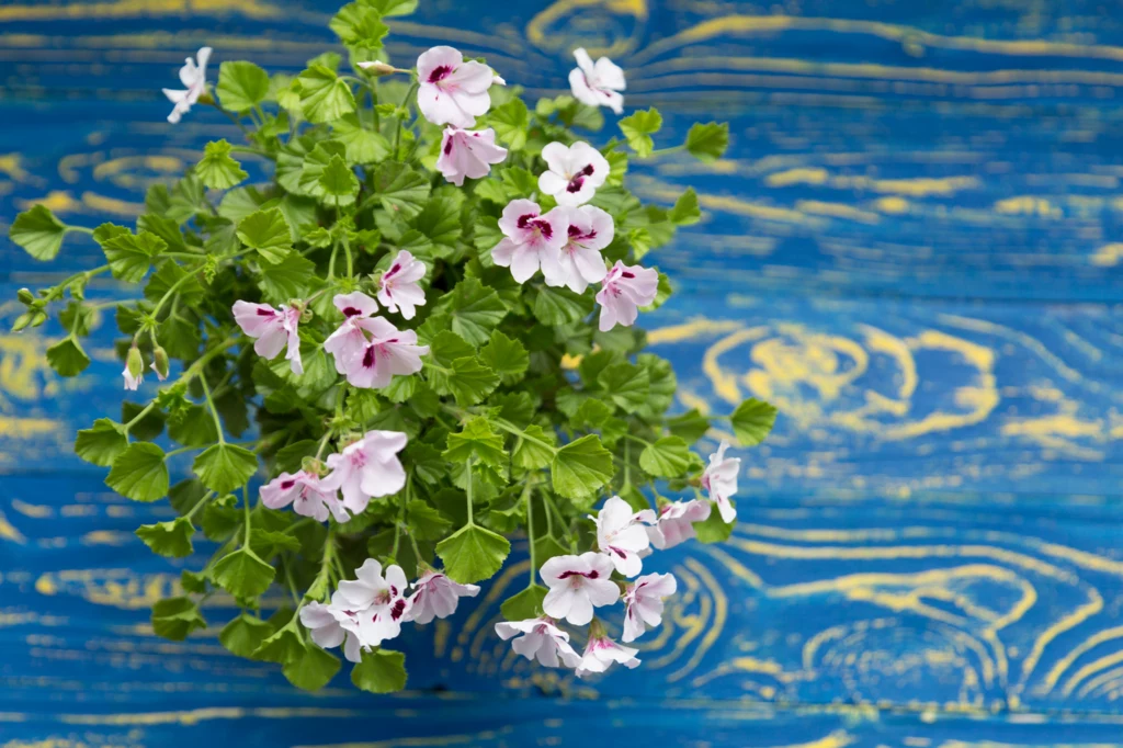 Geranium jest wiecznie zieloną rośliną, którą charakteryzuje cytrynowy zapach