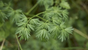 Zjedzenie tego powoduje paraliż. Wyglądem przypomina zwykłą pietruszkę