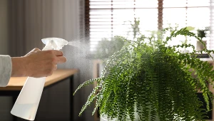 Tego paprotka nie lubi najbardziej. Traci całą wilgoć